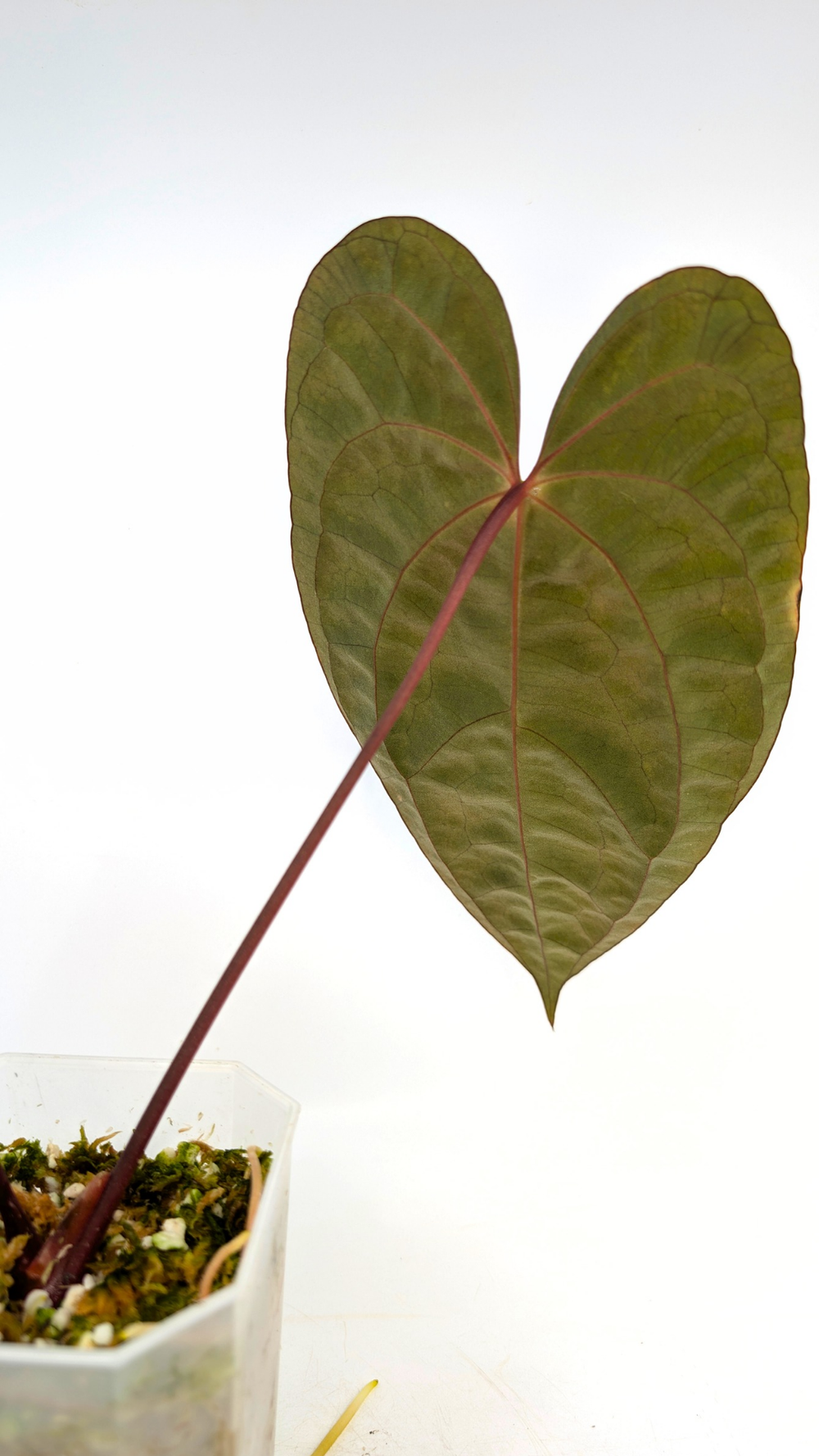 アンスリウム papillilaminum (RG) X RVDP Anthurium papillilaminum x 'RVDP' • select – The Plant Plug